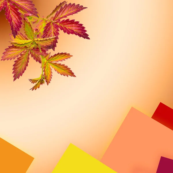 Fall background with bright autumnal colorful leaves in autumnal — Stock Photo, Image
