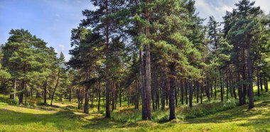Çam ormanı - güzel yaz güneşli panoramik manzara
