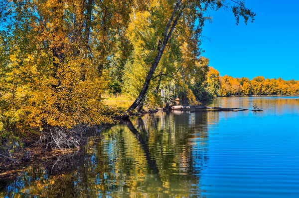 Золотая осень на берегу - живописный осенний пейзаж у озера — стоковое фото