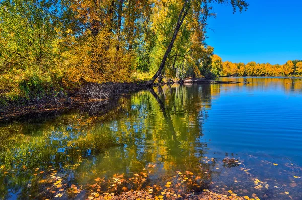 Золотая осень на берегу - живописный осенний пейзаж у озера — стоковое фото