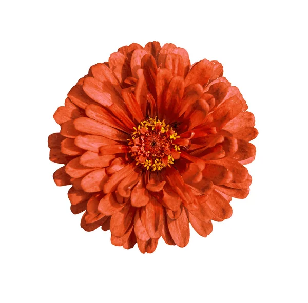 Único vermelho zinnia flor close-up isolado no fundo branco — Fotografia de Stock