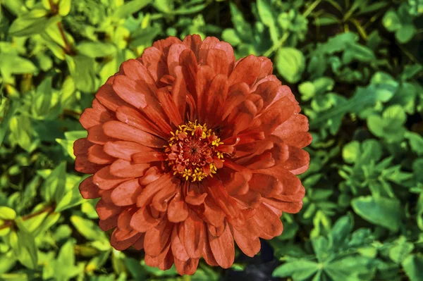 Einzelne rote Zinnia-Blüte aus nächster Nähe auf einem verschwommenen grünen Blätterrücken — Stockfoto