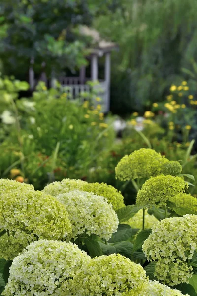 Суцвіття білої гортензії в літньому саду крупним планом — стокове фото