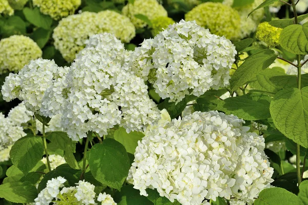 Yaz bahçesinde Beyaz Ortanca çiçeklenmeler yakın