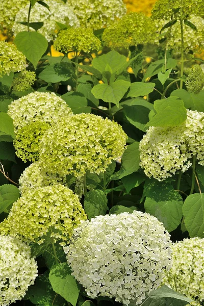 Yaz bahçesinde Beyaz Ortanca çiçeklenmeler yakın