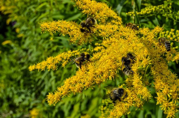 Pszczoły zebrane nektar z żółtych kwiatów Solidago lub goldenr — Zdjęcie stockowe