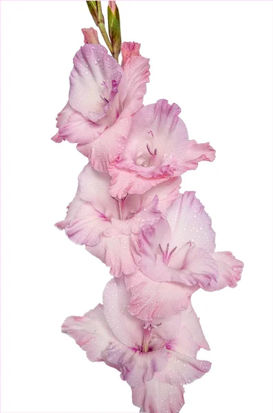 Enda rosa gladiolus blomma med vatten droppar nära upp — Stockfoto