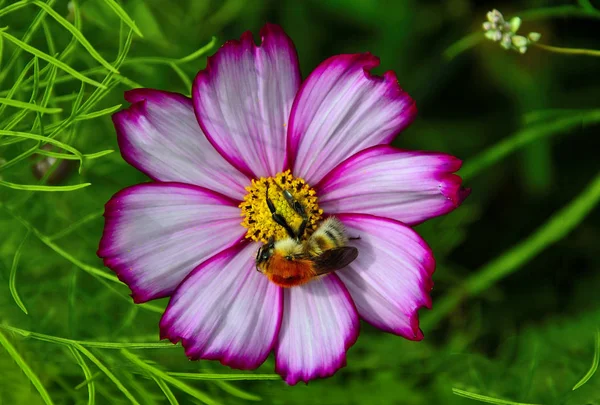 Schöne flauschige Hummel bestäubt weiß mit rosa Kosmos fl — Stockfoto