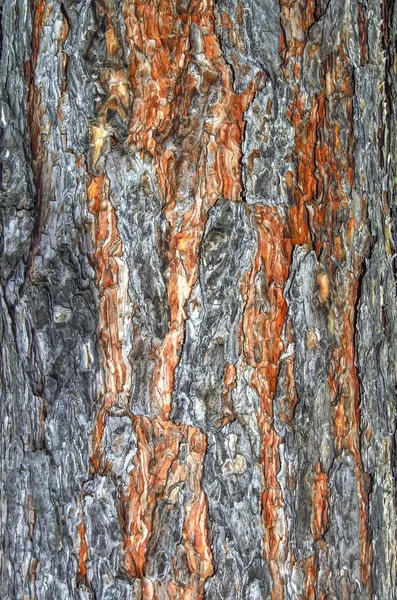 Textura da casca do pinheiro close-up - fundo natural — Fotografia de Stock