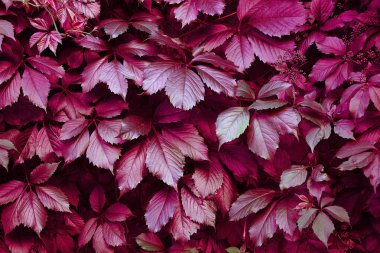 Doğa üzüm doğal doku yakın yukarı yaprakları.