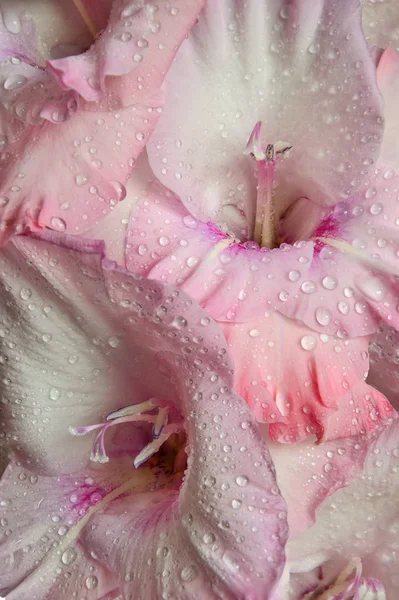 Delicate floral background - pink gladiolus flowers with water d