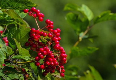 Ön lerinde kırmızı parlak meyveler ve yeşil yapraklar ile Viburnum dalı