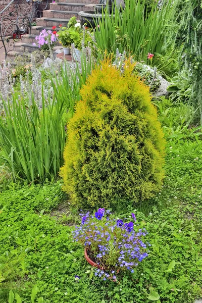 Thuja - coniferous evergreen plant in garden landscape near flow — Stock Photo, Image