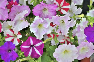 Nazik çok renkli petunya çiçek arka plan yakın