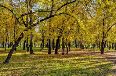 Ekim ayında şehir parkında - parlak renkli sonbahar manzarası 