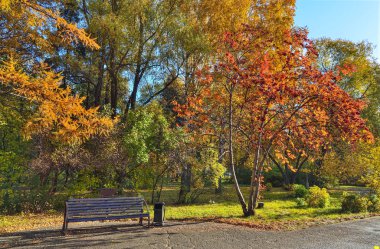 Rowan bir sonbahar Park bir Bank üzerinde kırmızı çilek ile