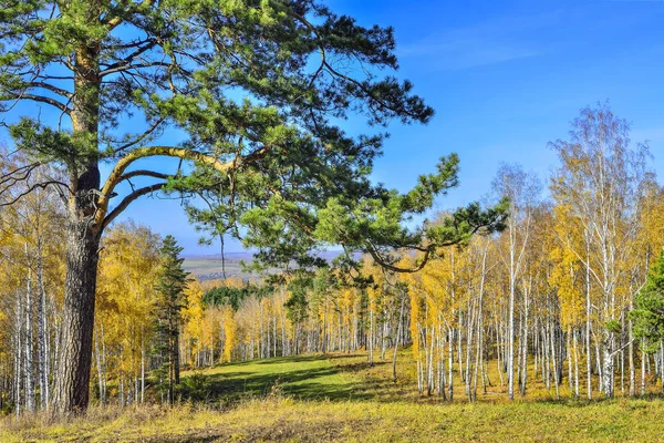 Bergen bedekt met gouden berkenbos en oud groen dennenbos — Stockfoto