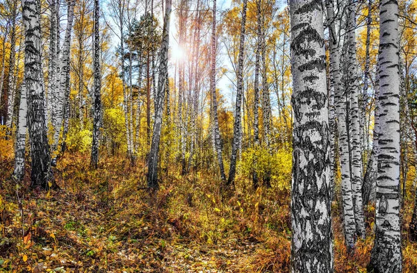 Солнечный осенний пейзаж в березовом лесу с желтыми осенними листьями — стоковое фото