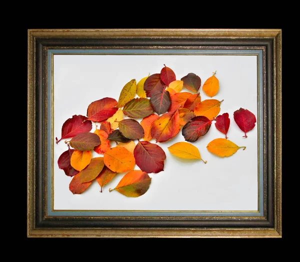 Цветные осенние листья в старинной деревянной рамке — стоковое фото