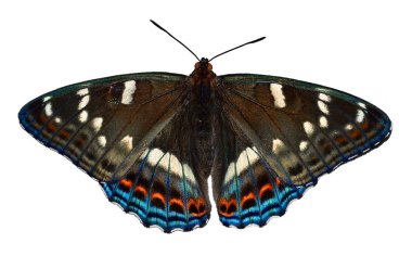 Kelebek Poplar Amirali (Limenitis populi) yakın çekim, izole 