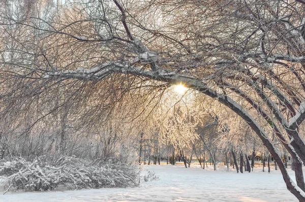 Beautiful  golden Winter landscape in city park at sunrise — Stock Photo, Image