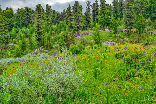 俄罗斯阿尔泰山区盛开的高山草甸 带蓝色水仙花 桔红色草本和特有的药草 夏季风景如画 — 图库照片