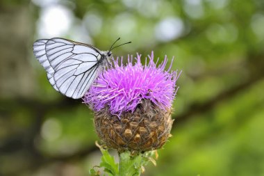 White butterfly on Levzeya saflorovidny or maral root (Rhaponticum carthamoides) wild Medicinal plant flower, active additives from vegetable raw materials. It is also called Siberian ginseng clipart