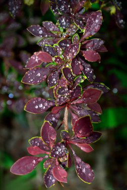 Berberis thunbergii Coronita 'nın ıslak dallarıyla sanatsal yaz arkaplanı bahçe düzenlemesi için renkli süs bitkisi. Mor yapraklara parlak su damlaları düşer. Doğanın güzelliği ve tazeliği.