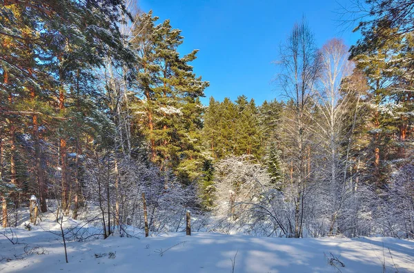 Güneşli Kozalaklı Ebediyen Yeşil Ormandaki Kış Manzarası Kış Rus Ormanı — Stok fotoğraf