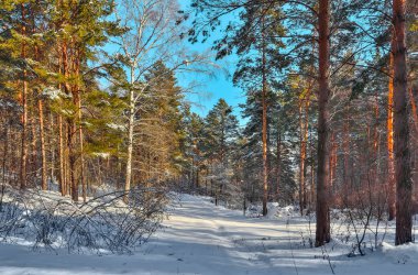 Güneşli kozalaklı kozalaklı çam ormanlarında kış manzarası. Kış Rus Ormanı 'nın peri masalı. Güneş ışığıyla kaplı yeşil çam ağaçları. Buz ve güneş - sağlıklı ve temiz hava, doğanın güzelliği 