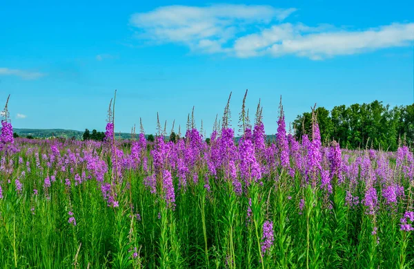 Letní Louka Rozkvetlými Růžovými Květy Ohniště Malebná Letní Krajina Kvetoucí — Stock fotografie