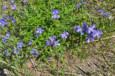 Geranium otlağının mor çiçekleri (geranium pratense), veya kerevit otlağı, veya Meadow vinç gagası - çiçek açan tıbbi bitki, sardunya familyasının bir türüdür.