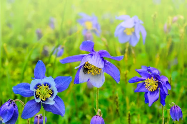 Hermosas Flores Silvestres Azules Aquilegia Glandulosa Cerca Creciendo Las Sombras —  Fotos de Stock
