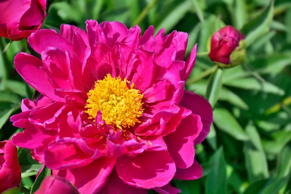 Schöne Rosa Pfingstrose Paeonia Suffruticosa Aus Nächster Nähe Mit Knospe — Stockfoto