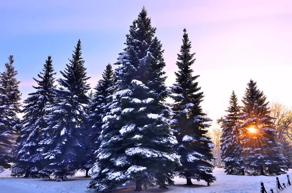 Winter Zonsondergang Zonsopgang Het Park Gouden Zonnestralen Schijnen Door Sparren — Stockfoto