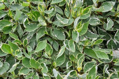 Süslü çalıların yaprakları Variegated Dogwood (Cornus alba Sibirica Variegata) yakındır. Çeşitli yapraklara sahip dekoratif çalılar - yeşil yaprakların beyaz kenarları - botanik arka plan