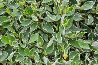 Leaves of ornamental shrub Variegated Dogwood (Cornus alba Sibirica Variegata) close up. Decorative bush with variegated foliage - white border edges on green leaves - botanical background clipart