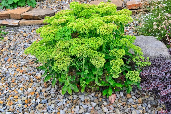 Šťavnaté Sedum Hylotelephium Spectabile Nefoukané Poupata Alpské Zahradě Jeho Trvalá — Stock fotografie