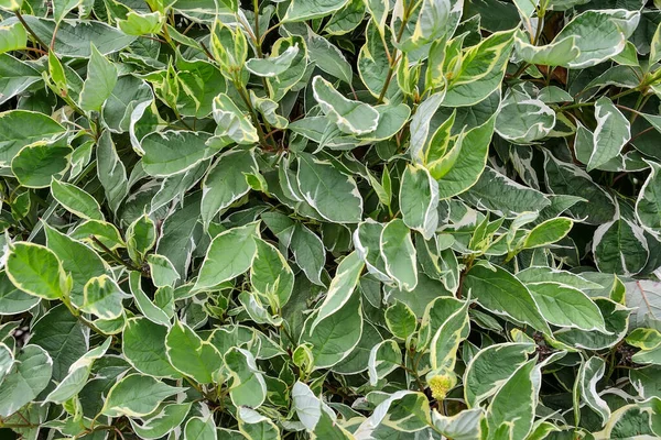 Süslü çalıların yaprakları Variegated Dogwood (Cornus alba Sibirica Variegata) yakındır. Çeşitli yapraklara sahip dekoratif çalılar - yeşil yaprakların beyaz kenarları - botanik arka plan