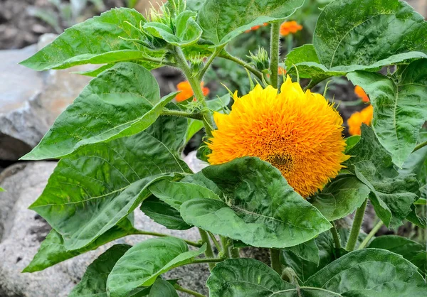 Leuchtend Gelbe Dekorative Sonnenblume Mit Blättern Aus Nächster Nähe Garten — Stockfoto