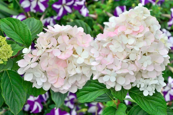 夏の庭で繊細な白ピンクのアジサイの花序が閉じます アジサイ 美しい穏やかな花を咲かせます 夏の花の背景 背景がぼやけている園芸植物の開花 — ストック写真