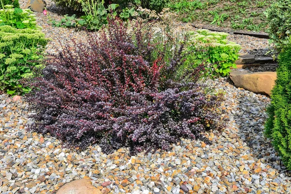 Berberis thunbergii atropurpurea, Atropurpurea Nana 'nın domuzumsu çalılığı. Mor ve kırmızı yapraklar ve böğürtlenlerle bahçe ve manzara tasarımı için dekoratif bitki. Taş bahçesinde süslü cüce bitkisi