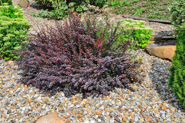 Pigmy bush of Berberis thunbergii atropurpurea, Atropurpurea Nana - decorative plant for gardening and landscape design with purple and red leaves and berries. Ornamental dwarf plant in stone garden