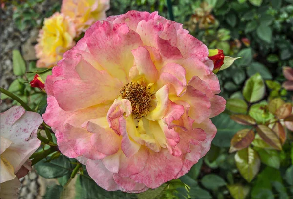 Schöne Zarte Rose Garten Mit Rosa Gelben Blütenblättern Auf Verschwommenem — Stockfoto