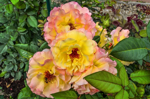Belle Rose Delicate Giardino Con Petali Rosa Giallo Sfondo Sfocato — Foto Stock