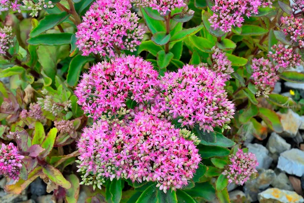 Bright Bush Pink Inflorescences Succulent Sedum Flowers Close Lat Hylotelephium — Stock Photo, Image