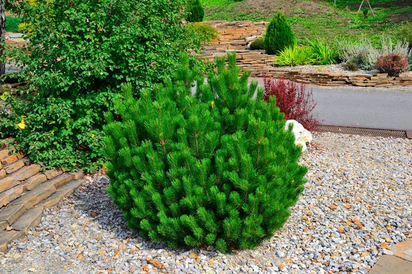 Dwarf mountain pine tree - decorative undersize evergreen coniferous plant in rocky garden. Ornamental shrub for gardening or landscape design of alpine garden or rockery — Stock Image Dwarf Mountain Pine Tree Decorative Undersize Evergreen Coniferous Plant Rocky Stock Picture