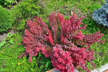 Cultivar Thunbergs barberry (Berberis thunbergii 