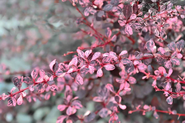 Cultivar Thunbergs Böğürtleninin Berberis Thunbergii Harlequin Çeşitli Pembe Mor Yaprakları — Stok fotoğraf