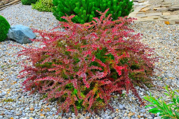 Kultivar Thunbergs Barberry Berberis Thunbergii Golden Ring Skalnaté Zahradě Světlý — Stock fotografie